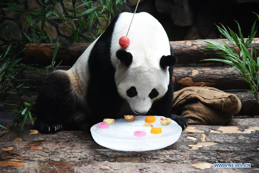 CHINA-JINAN-GIANT PANDA-SUMMER (CN)