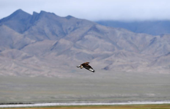 In pics: wildlife in the west of China's Qilian Mountain