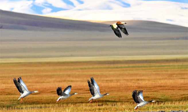 China's wetland area ranks 4th in the world