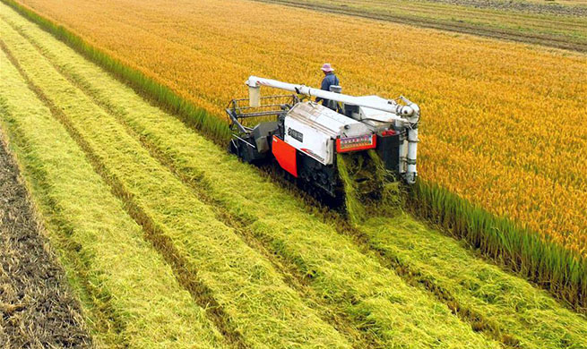 In pics: harvest season in China