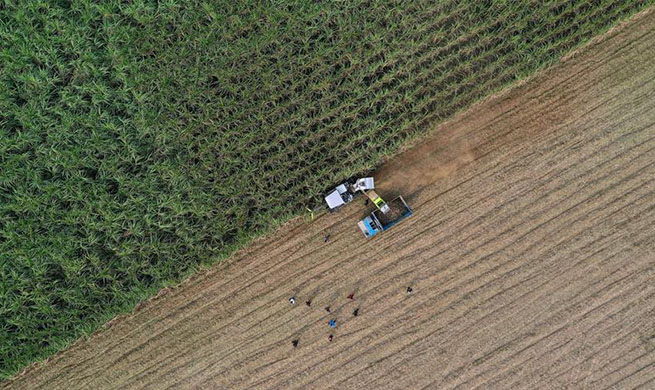 Farmers harvest sugar canes in south China's Guangxi