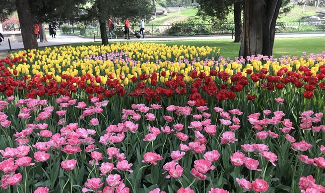 Tulip flowers in full blossom at Zhongshan Park in Beijing