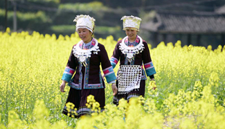 Scenery of rape flowers in full blossom around China