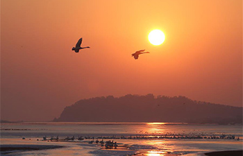 Flocks of swans seen in east China's Shandong