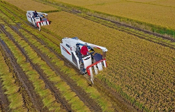 Farmers drive agricultural machinery to harvest rice in Tangshan, N China