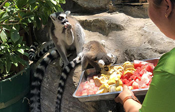 Beijing Wildlife Park helps animals to cool down in summer day