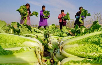 Vegetable growing promoted to boost farmers' income in north China's Hebei