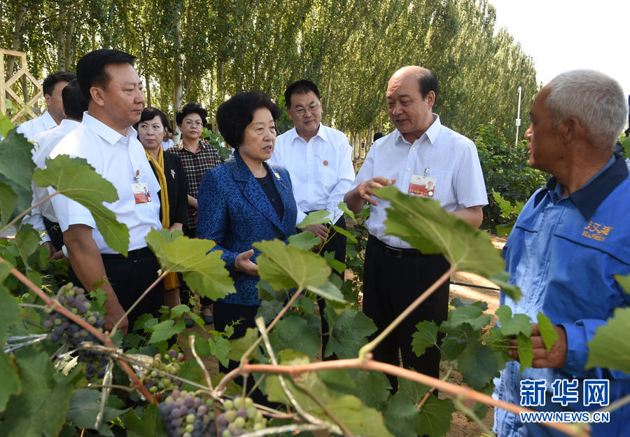 8月9日，中共中央政治局委員、中央統(tǒng)戰(zhàn)部部長(zhǎng)、中央代表團(tuán)副團(tuán)長(zhǎng)孫春蘭率中央代表團(tuán)三分團(tuán)，先后赴內(nèi)蒙古自治區(qū)烏海市、阿拉善盟看望各族干部群眾。這是孫春蘭在烏海市漢森酒業(yè)集團(tuán)的葡萄種植園了解葡萄種植情況。新華社記者 任軍川 攝