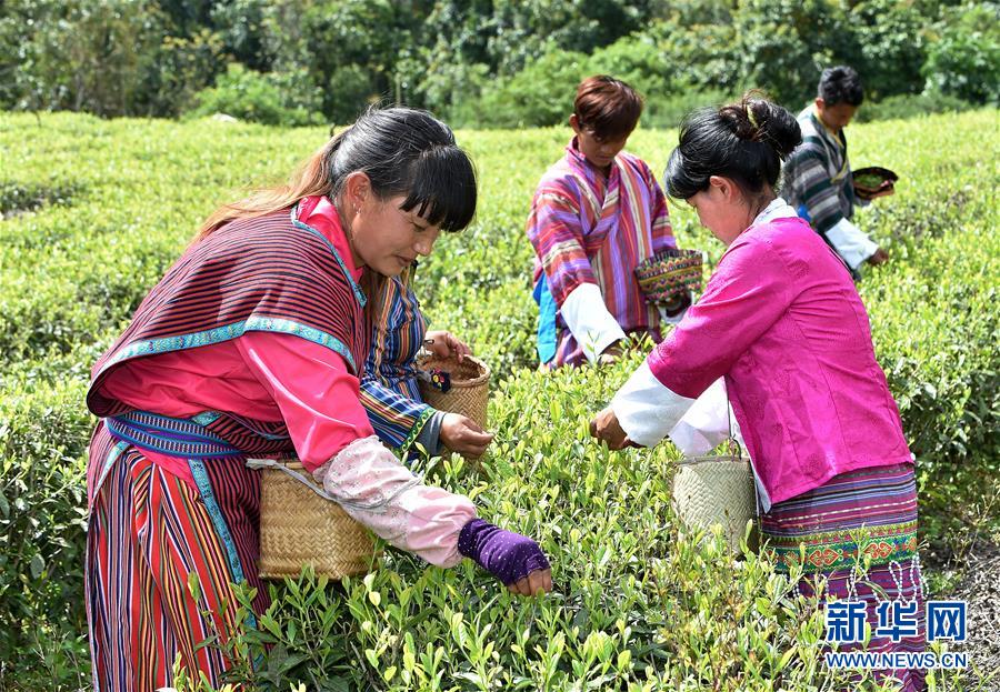 （經濟）（3） 西藏墨脫：茶業(yè)變成致富“金葉”