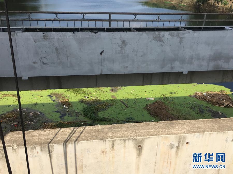 （新華視點·圖文互動）（2）上游洪水來襲下游魚蟹死亡，泄洪為何變泄污？