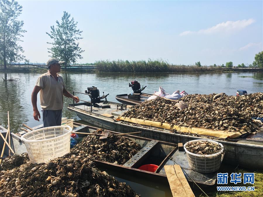 （新華視點·圖文互動）（1）上游洪水來襲下游魚蟹死亡，泄洪為何變泄污？