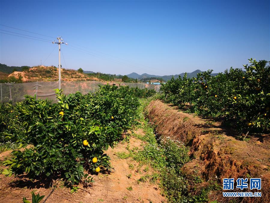 （在習近平新時代中國特色社會主義思想指引下·慶祝改革開放40周年·協調發展·圖文互動）（4）臍橙“三變”見證40年變遷