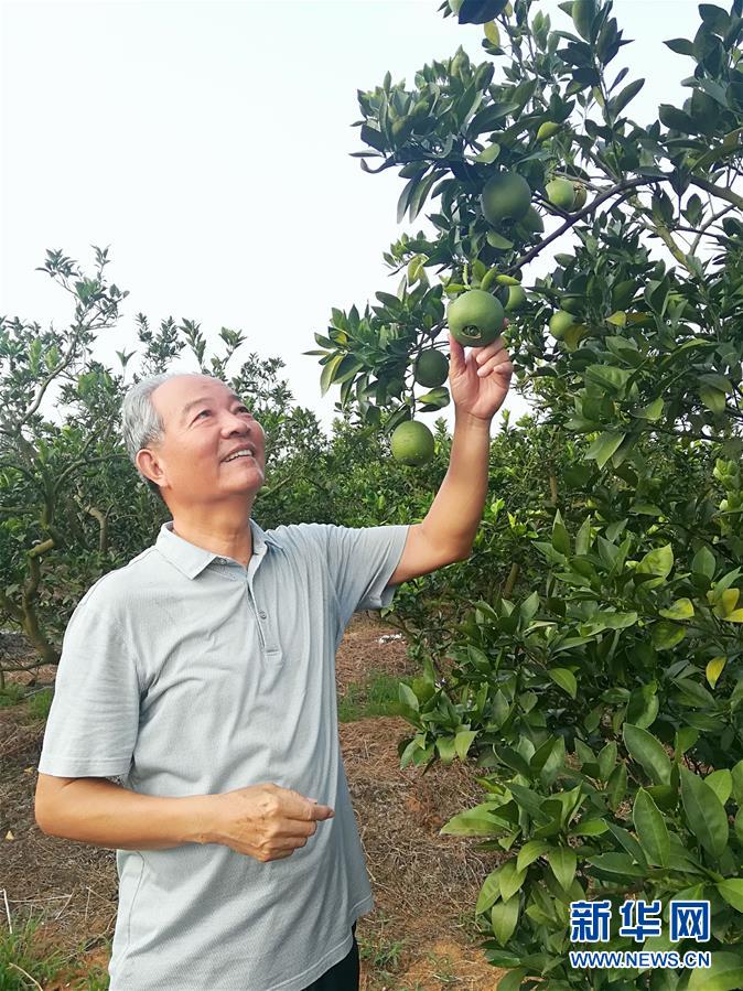 （在習近平新時代中國特色社會主義思想指引下·慶祝改革開放40周年·協調發展·圖文互動）（5）臍橙“三變”見證40年變遷