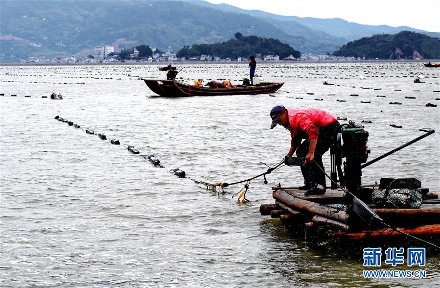 （經濟）（1）福建霞浦：漁民海上忙冬播 