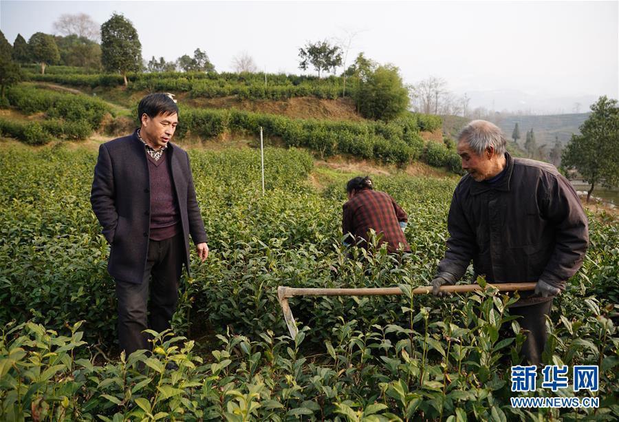 （在習(xí)近平新時代中國特色社會主義思想指引下——新時代新作為新篇章·鄉(xiāng)村振興戰(zhàn)略·圖文互動）（2）老支書王興強(qiáng)的新“茶事”