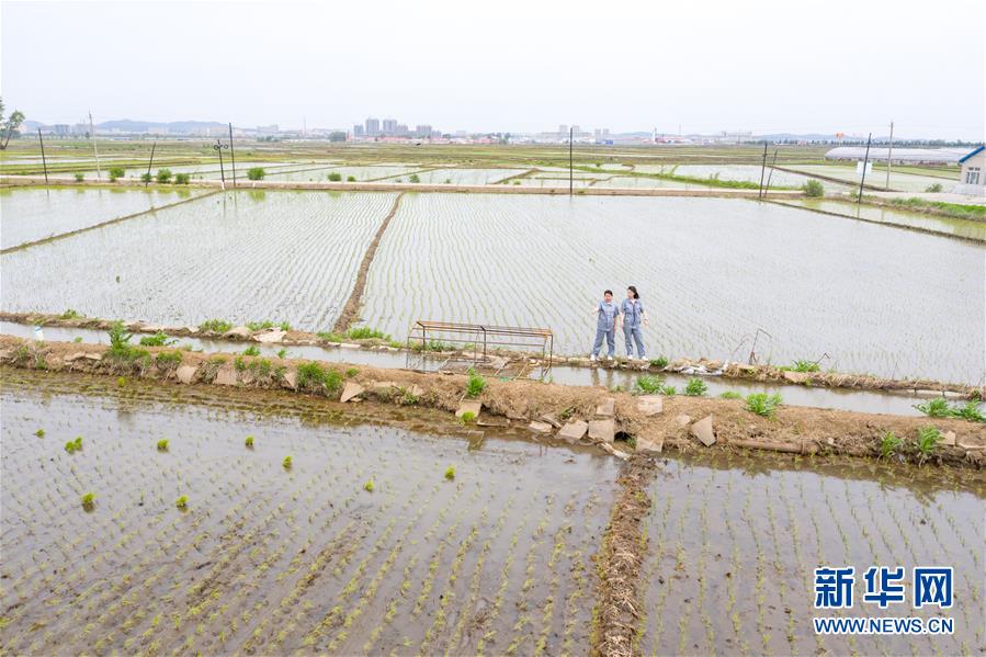 （在習近平新時代中國特色社會主義思想指引下——新時代新作為新篇章·圖文互動）（1）大學生種田讓農民“老把式”開了眼——吉林長白山下的稻田新事