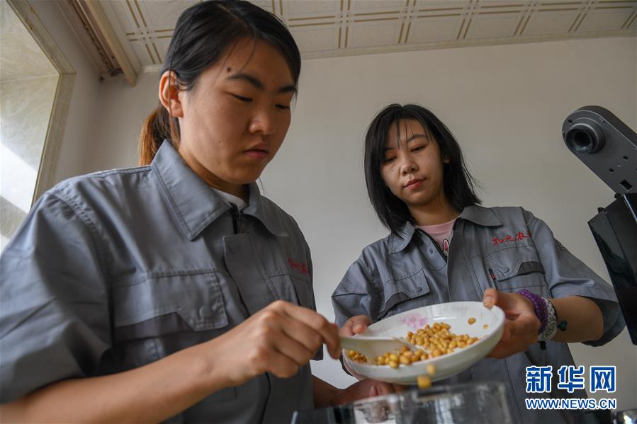 （在習近平新時代中國特色社會主義思想指引下——新時代新作為新篇章·圖文互動）（3）大學生種田讓農民“老把式”開了眼——吉林長白山下的稻田新事