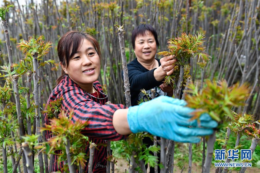 （在習近平新時代中國特色社會主義思想指引下——新時代新作為新篇章·圖文互動）（1）中條山下綠意濃——一個“資源窮縣”的生態發展之路