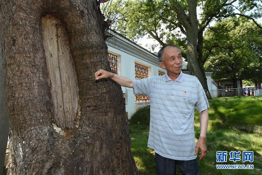 （壯麗70年·奮斗新時代——記者再走長征路·圖文互動）（2）“紅軍樹”下憶初心、守初心