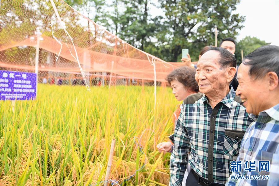 （圖文互動）（4）1046.3公斤！袁隆平第三代雜交水稻首次公開測產(chǎn)