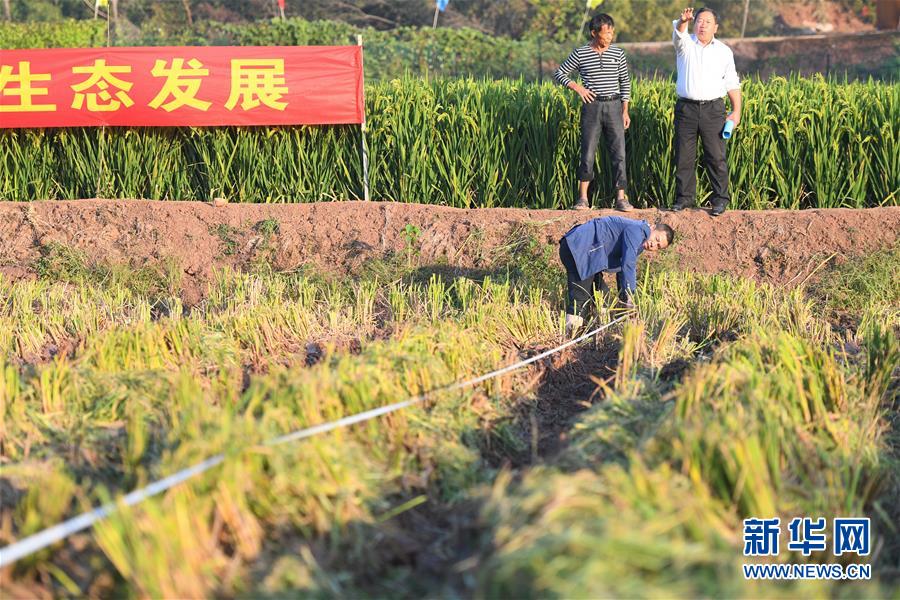 （圖文互動）（6）1046.3公斤！袁隆平第三代雜交水稻首次公開測產(chǎn)