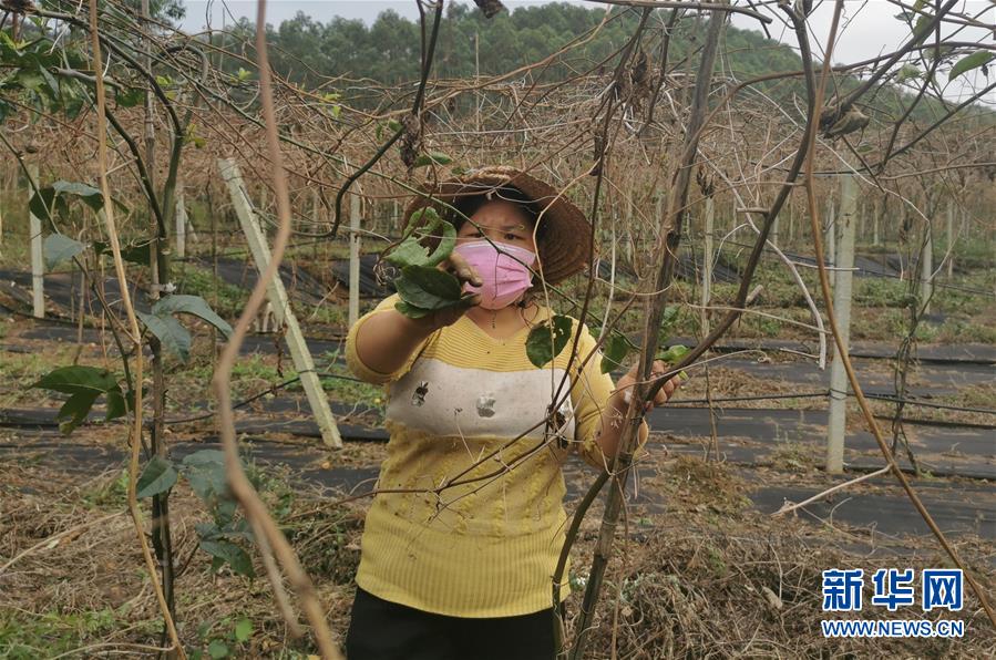 （圖文互動）（3）與疫情抗爭 與春光同行——廣西農(nóng)村春耕備耕一線觀察