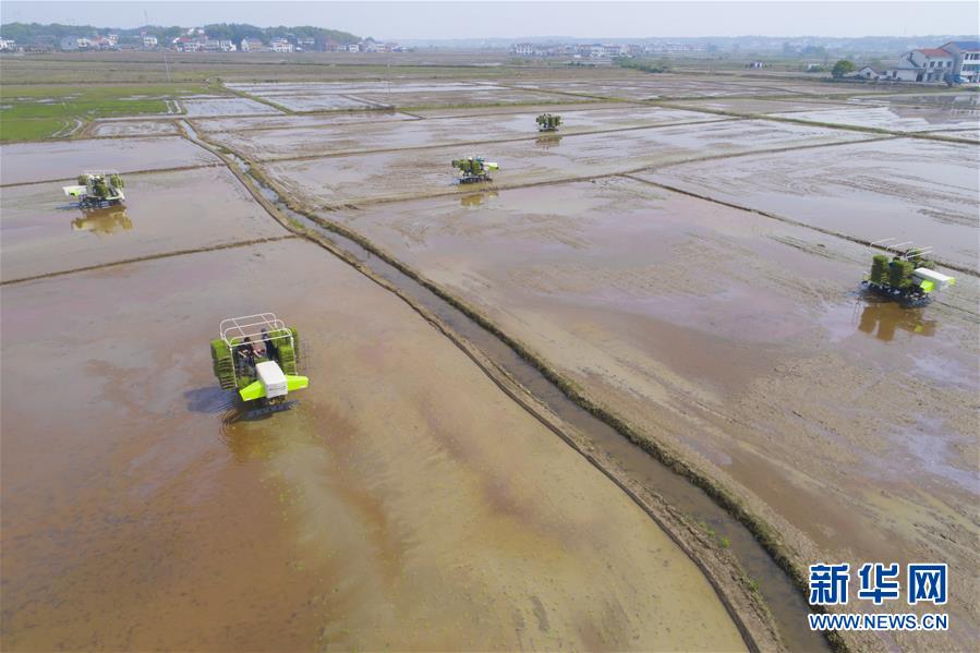 （聚焦農業復工復產·圖文互動）（3）發力“單改雙” ——水稻大省湖南的雙季稻攻堅戰