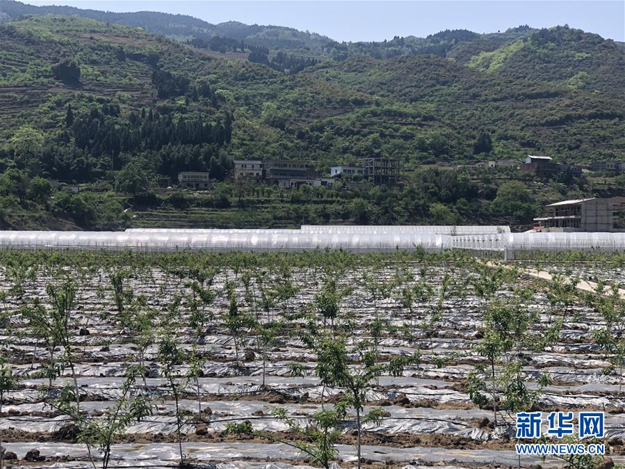 （決戰決勝脫貧攻堅·圖文互動）（2）野奶角又見春天