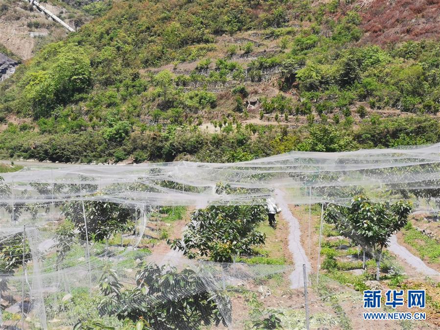 （決戰決勝脫貧攻堅·圖文互動）（4）野奶角又見春天