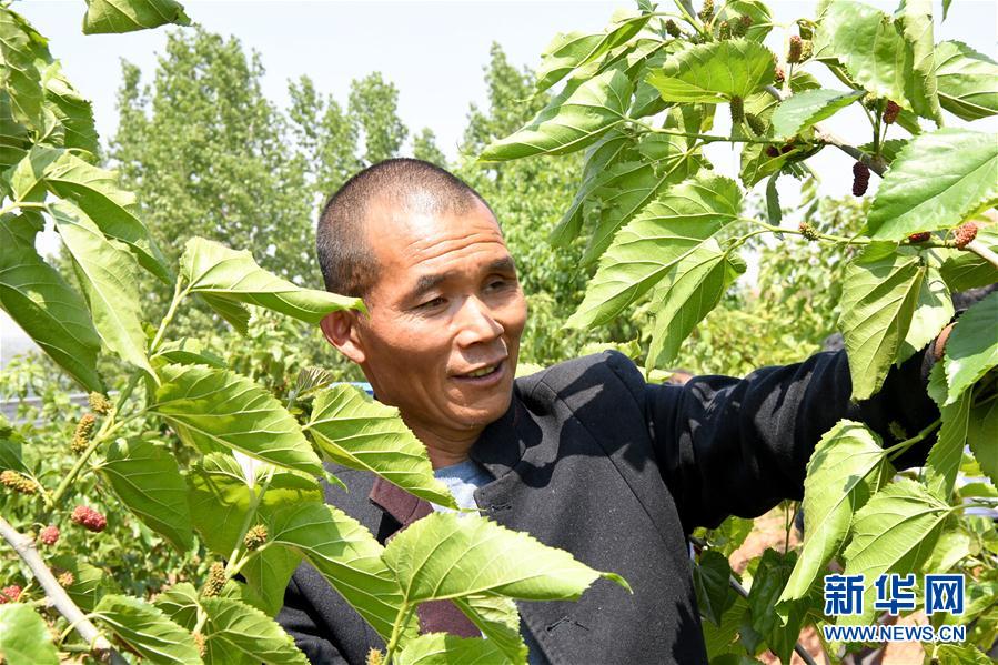 （決戰決勝脫貧攻堅·圖文互動）（2）河南汝陽：發展特色種植養殖產業助力農民脫貧