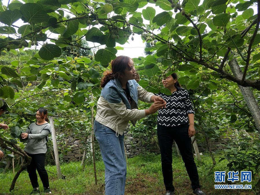 （新華全媒頭條·圖文互動）（10）初夏，循著總書記的腳步探訪產(chǎn)業(yè)扶貧新事