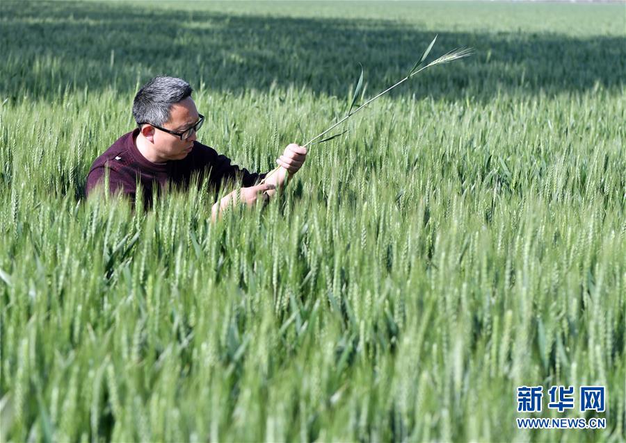 （在習(xí)近平新時(shí)代中國(guó)特色社會(huì)主義思想指引下——新時(shí)代新作為新篇章·習(xí)近平總書記關(guān)切事·圖文互動(dòng)）（5）新農(nóng)事、新希望——夏收前田間新動(dòng)態(tài)掃描