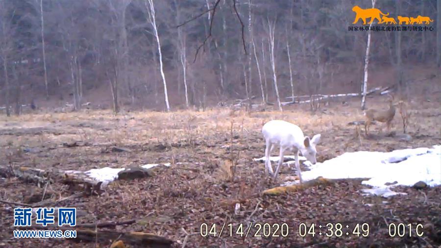 （環境）東北虎豹國家公園再次監測到罕見野生動物白狍