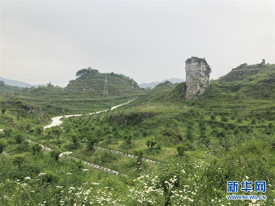 （決戰決勝脫貧攻堅·圖文互動）（2）特色產業開啟貴州貧困山區發展新路徑