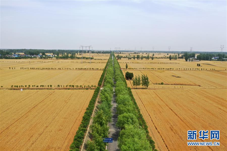 （新華全媒頭條·圖文互動）（1）庚子之豐——2020年河南夏糧豐收圖景