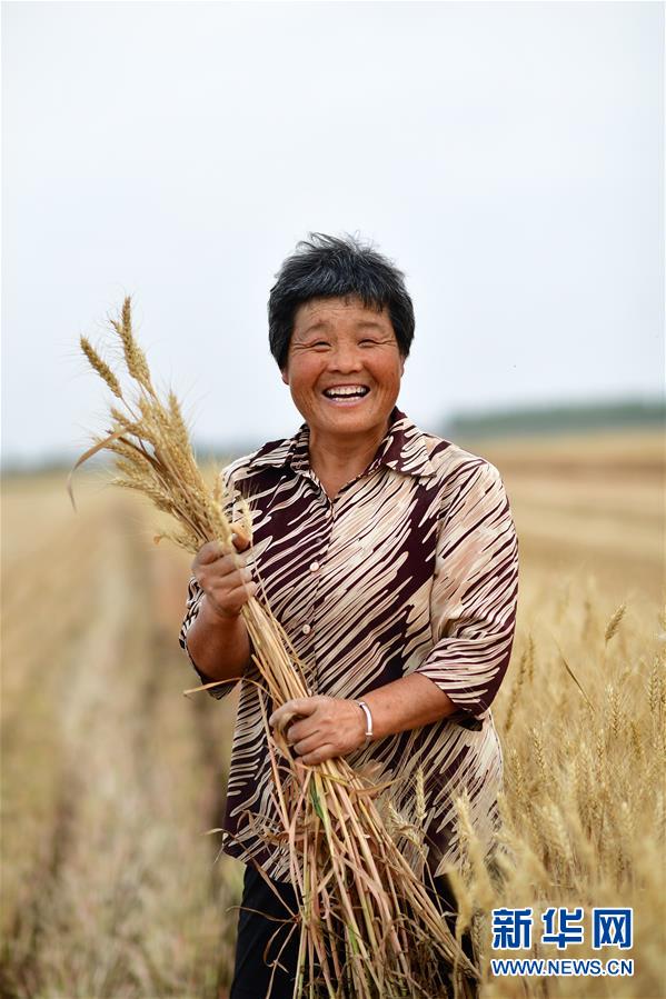 （新華全媒頭條·圖文互動）（6）庚子之豐——2020年河南夏糧豐收圖景