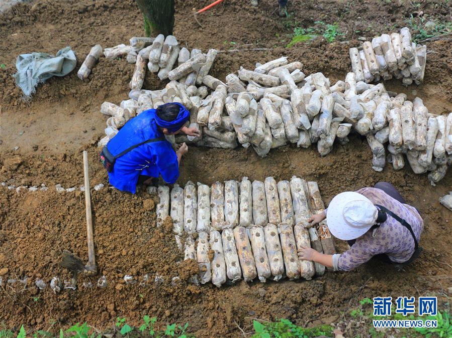 （決戰決勝脫貧攻堅·圖文互動）（1）問林下要地 助“新市民”就業增收