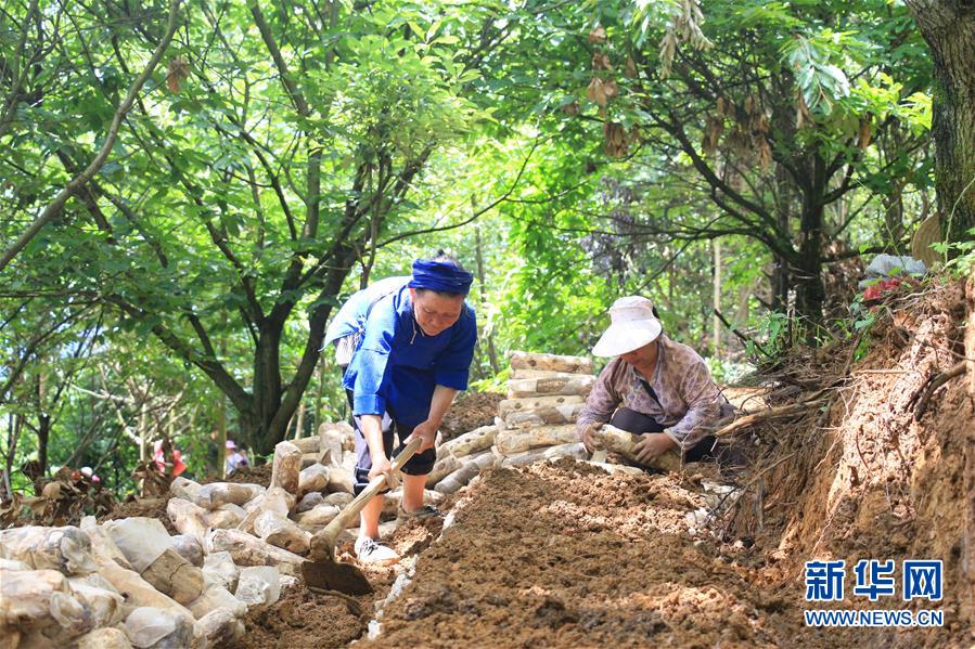 （決戰決勝脫貧攻堅·圖文互動）（3）問林下要地 助“新市民”就業增收