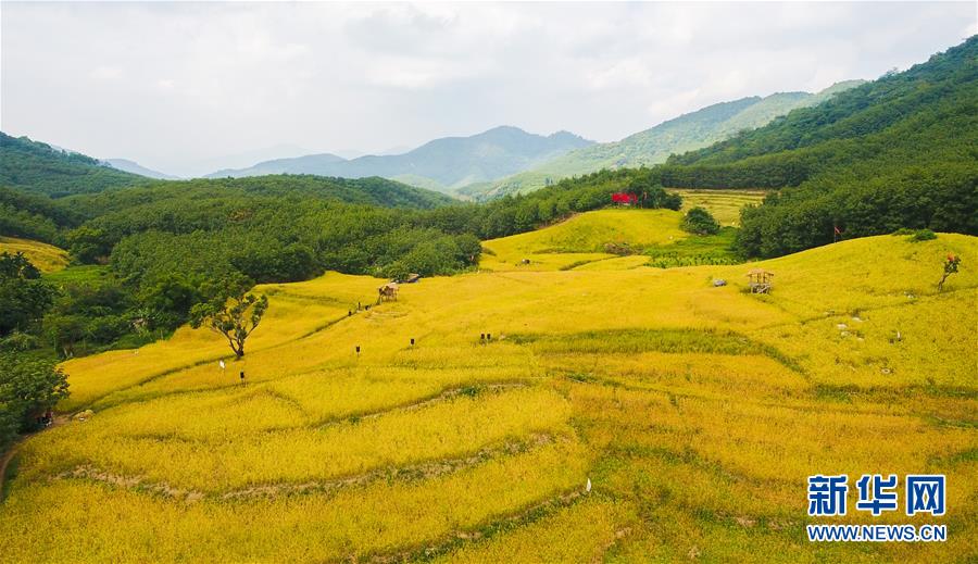 （走向我們的小康生活·圖文互動）（1）黎苗山鄉種養“老行當”擦亮“綠色牌”