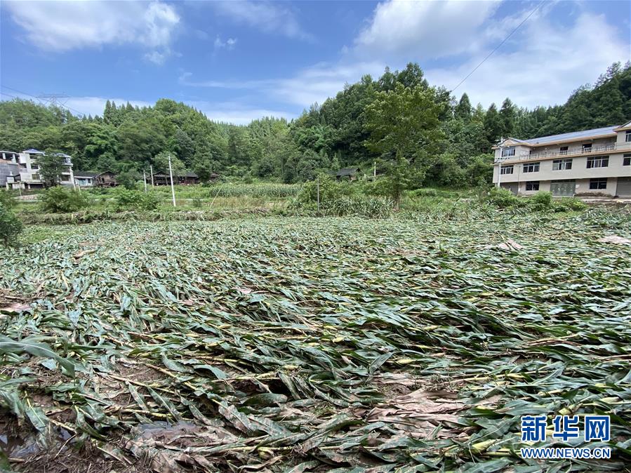 （防汛抗洪·圖文互動）（4）山洪襲來前，澧水河畔大轉(zhuǎn)移