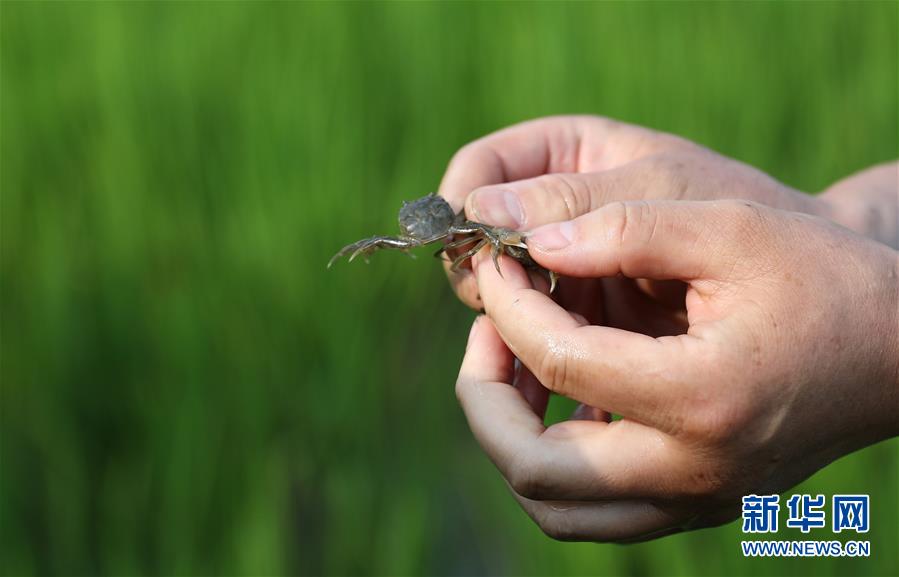 （新華全媒頭條·走向我們的小康生活·圖文互動）（14）“南大荒”變“稻蟹鄉”——資源枯竭型城市盤錦的鄉村振興之路