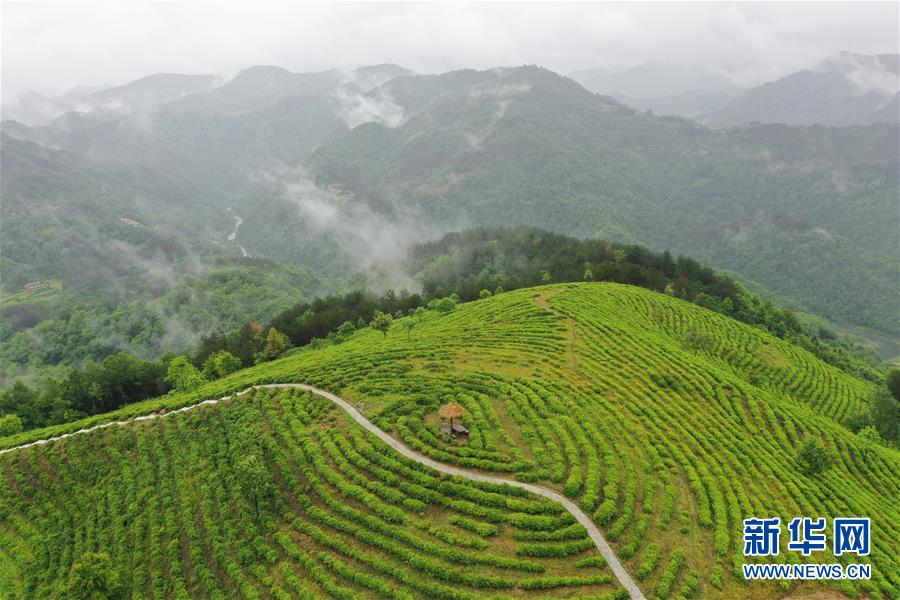 （走向我們的小康生活·圖文互動(dòng)）（8）綠了青山，紅了日子——秦巴山區(qū)群眾繪出小康“調(diào)色板”