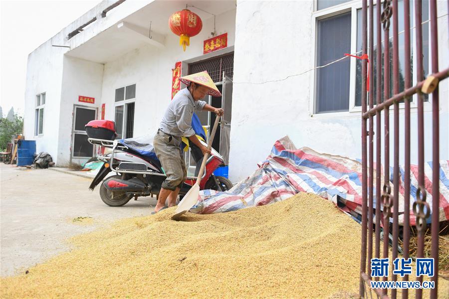 （新華視點·聚焦餐桌外的浪費·圖文互動）（2）農(nóng)戶儲糧損失達(dá)8%！設(shè)施普遍簡陋，蟲害霉變堪憂