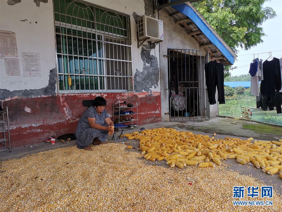 （新華視點·聚焦餐桌外的浪費·圖文互動）（3）農(nóng)戶儲糧損失達(dá)8%！設(shè)施普遍簡陋，蟲害霉變堪憂