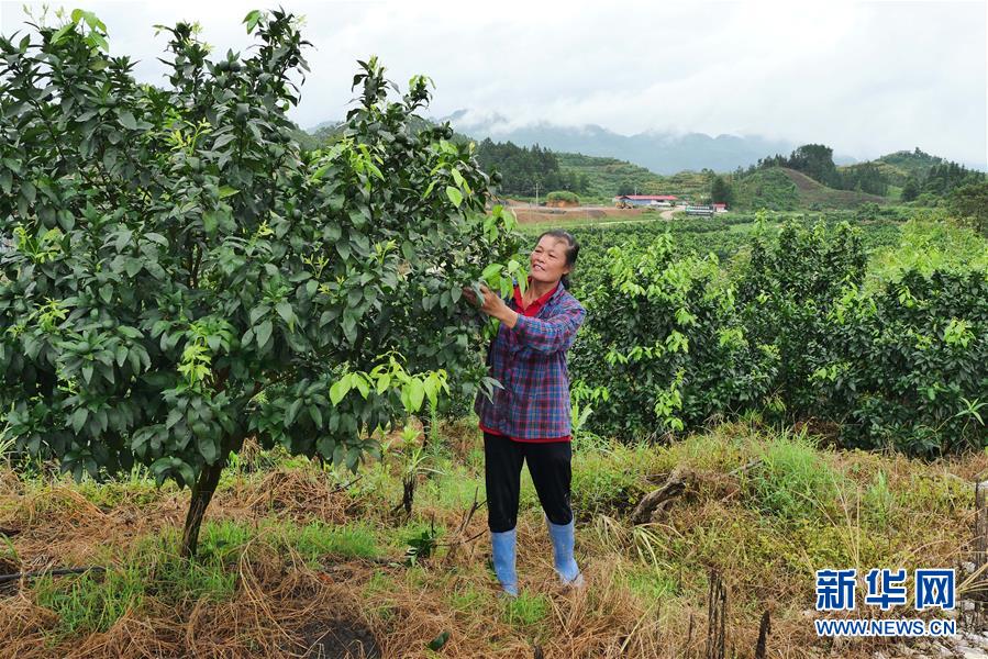 （決戰(zhàn)決勝脫貧攻堅(jiān)·圖文互動(dòng)）（10）同飲一江水 攜手“斬窮根”——深圳對(duì)口廣西河池、百色扶貧協(xié)作見(jiàn)聞