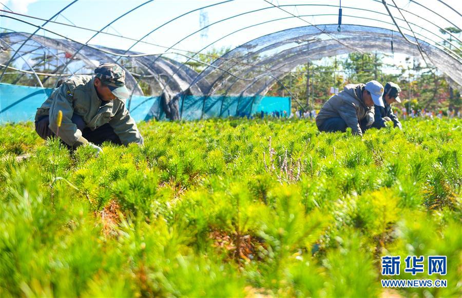 （在習近平新時代中國特色社會主義思想指引下——新時代新作為新篇章·習近平總書記關切事·圖文互動）（8）綠意，在黃沙中鋪展——我國防沙治沙紀實