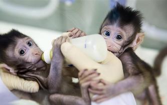 重大突破！兩只克隆猴在中國誕生