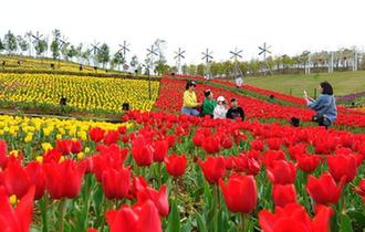 七彩郁金香花海扮靚江南春天