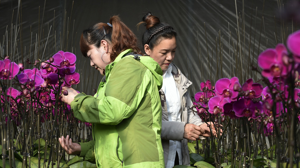 花香迎佳節