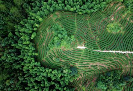 福建龍巖：高效用地，提升生態(tài)環(huán)境水平